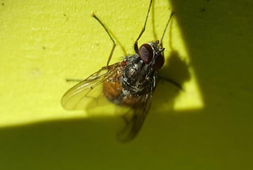 Phaonia subventa